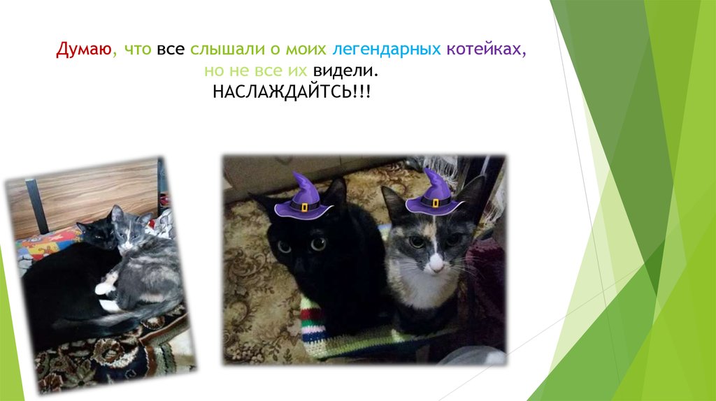 Думаю, что все слышали о моих легендарных котейках, но не все их видели. НАСЛАЖДАЙТСЬ!!!