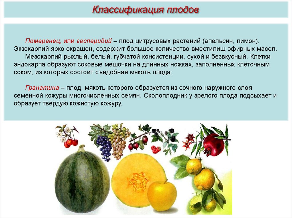 Плоды, семена - презентация онлайн