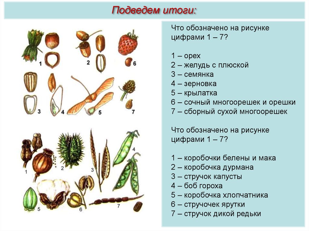 Плод тест 1. Многосемянка и многоорешек. Типы растений семена. Строение плодов и семян. Типы плодов растений.
