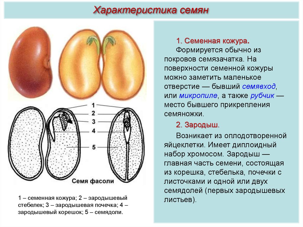 Семенные растения ткани