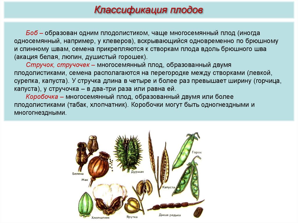 Коробочка многосемянный или односемянный плод. Типы образуемых плодов. Способы распространения односемянных плодов. Плоды и семена распространение Клевер. Коробочка сухой или сочный плод.