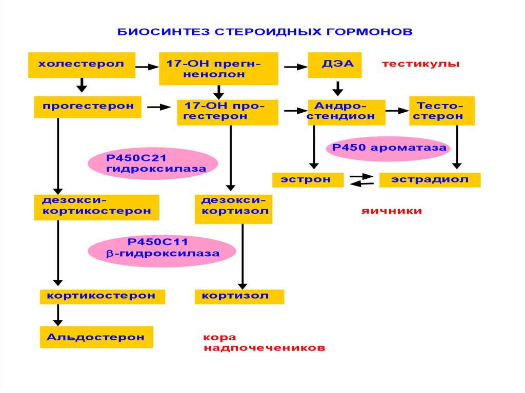 Нейроэндокринная регуляция репродуктивной системы. Нейроэндокринная регуляция женской репродуктивной системы. Регуляция мужской репродуктивной системы. Схема нейроэндокринной регуляции полового цикла описание.