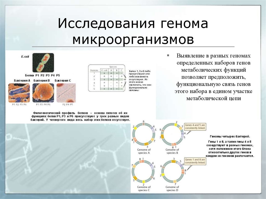 Бактериальный белок. Геном микроорганизмов. Геном строение методы исследования. Методы изучения генома бактерий. Геном это микробиология.