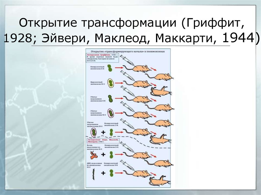 Доказательство днк. Эвери Маклеода и Маккарти 1944. Эксперимент Эвери Маклеода и Маккарти. Опыты Эвери Маклеода. Опыт Маккарти Эвери Маклеода и Маккарти.