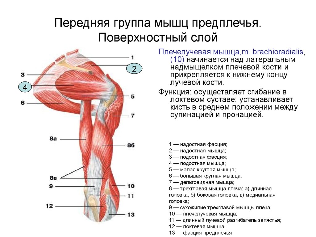 Передняя группа мышц предплечья. Поверхностный слой
