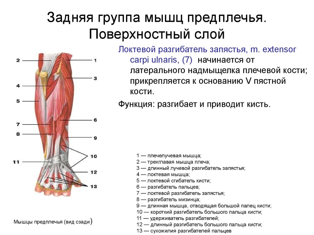 Группы предплечья. Задняя группа разгибателей предплечья. Мышцы сгибатели и разгибатели кисти. Мышца локтевой сгибатель кисти. Мышцы разгибатели кисти и пальцев.