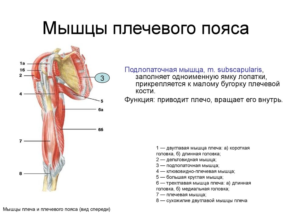 Главная функция мышцы. Мышцы пояса верхней конечности функции. Мышцы плеча передняя группа анатомия. Анатомия верхнего плечевого пояса функции мышц. Мышцы верхней конечности анатомия строение.