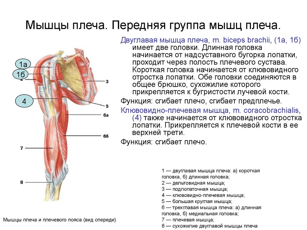 Плечо иметь. Мышцы плеча передняя группа сгибатели. Мышцы плеча спереди анатомия. Мышцы плечевого сустава сзади. Мышцы плечевого пояса и плеча вид спереди.