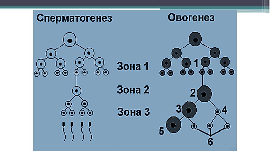 Клетки овогенеза. Схема основных этапов сперматогенеза и овогенеза. Схема сперматогенеза и овогенеза. 2. Сперматогенез и овогенез животных. Сперматогенез 4 стадии схема.