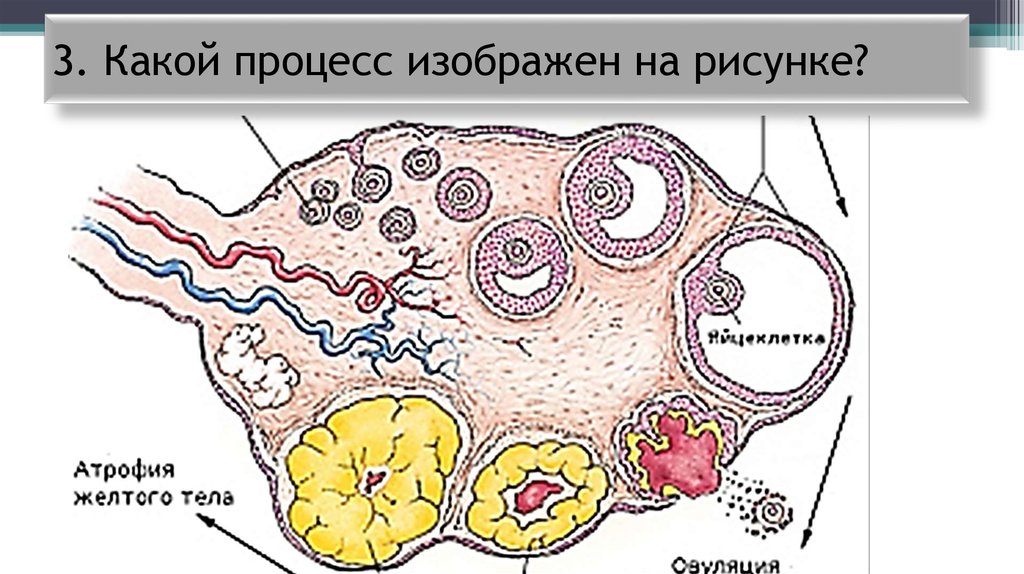 Какой процесс изображен. Какой процесс изображён на рисунке. Какой процес изоображон на рисунки. Охарактеризуйте процесс изображенный на рисунке. Какой процесс изображен на картинке.