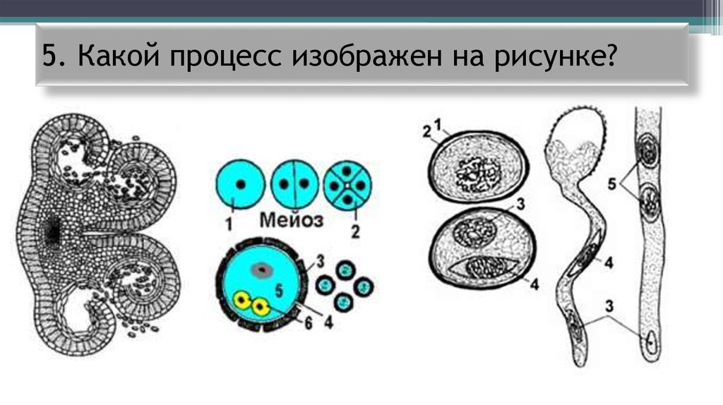 Схема какого процесса изображена на рисунке ответ поясните какой период обозначен цифрой 3