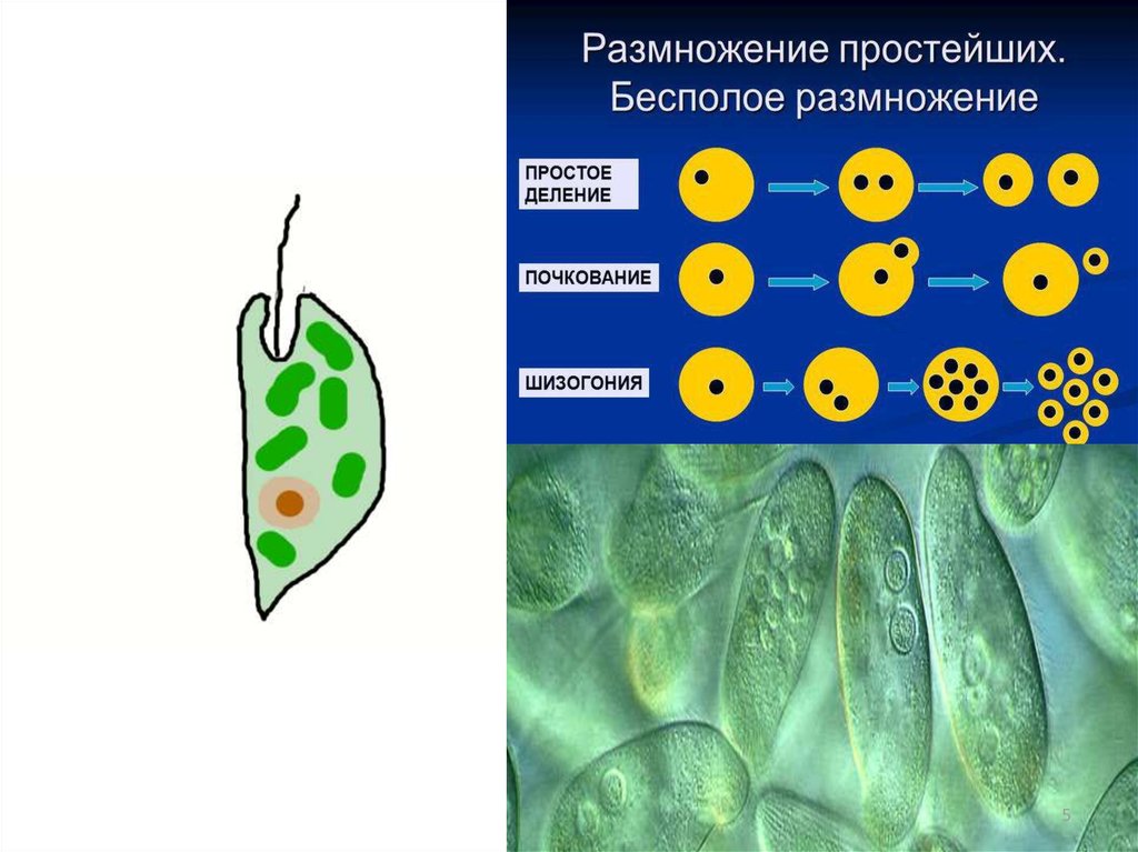 Размножение простейших