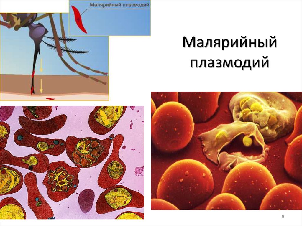 Малярийный плазмодий клетка. Малярийный плазмододий. Малярийный плазмодий паразит. Простейшие малярийный плазмодий. Малярийный плазмодий живой организм.