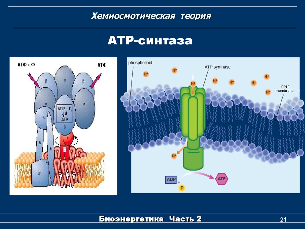 Фермент атф синтаза. Протонная АТФ синтаза. АТФ синтаза в митохондрии. Хемиосмотическая теория. АТФ синтаза биология.