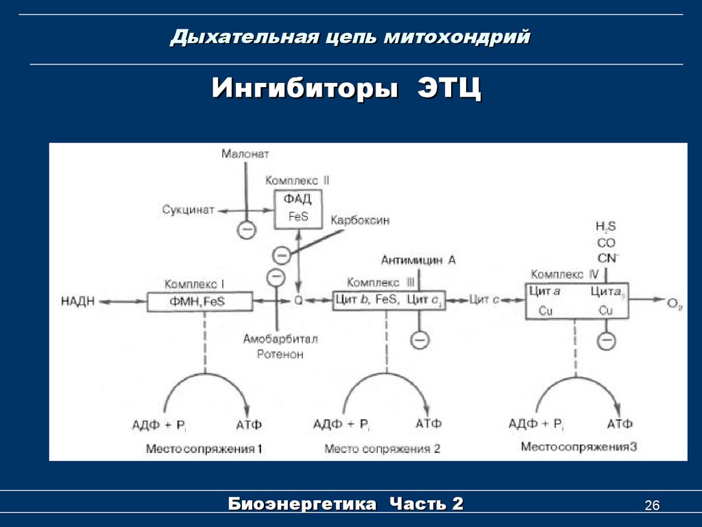 Цепи митохондрий. Схема цепи дыхательных ферментов. Комплексы дыхательной цепи биохимия. Дыхательная цепь ферменты дыхательной цепи. Схема дыхательной цепи митохондрий.