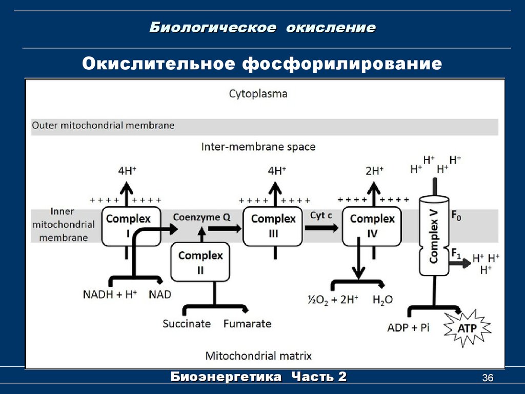 Биологическое окисление схема