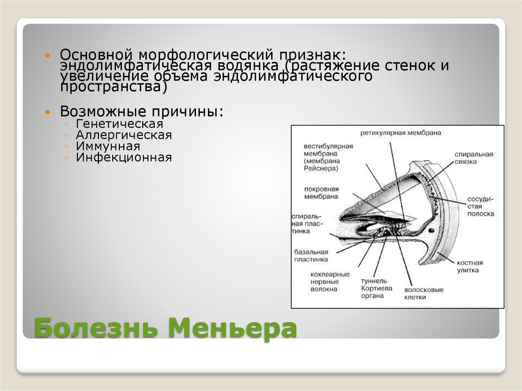 Оценка вестибулярного аппарата