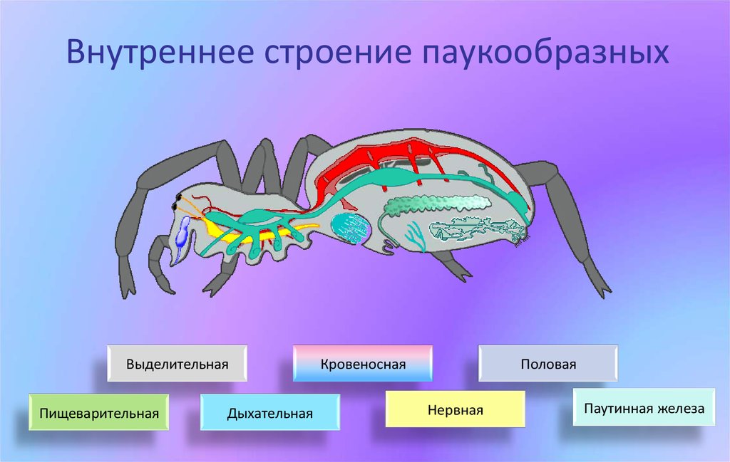 Писк шум пение наполнили зеленый островок схема предложения