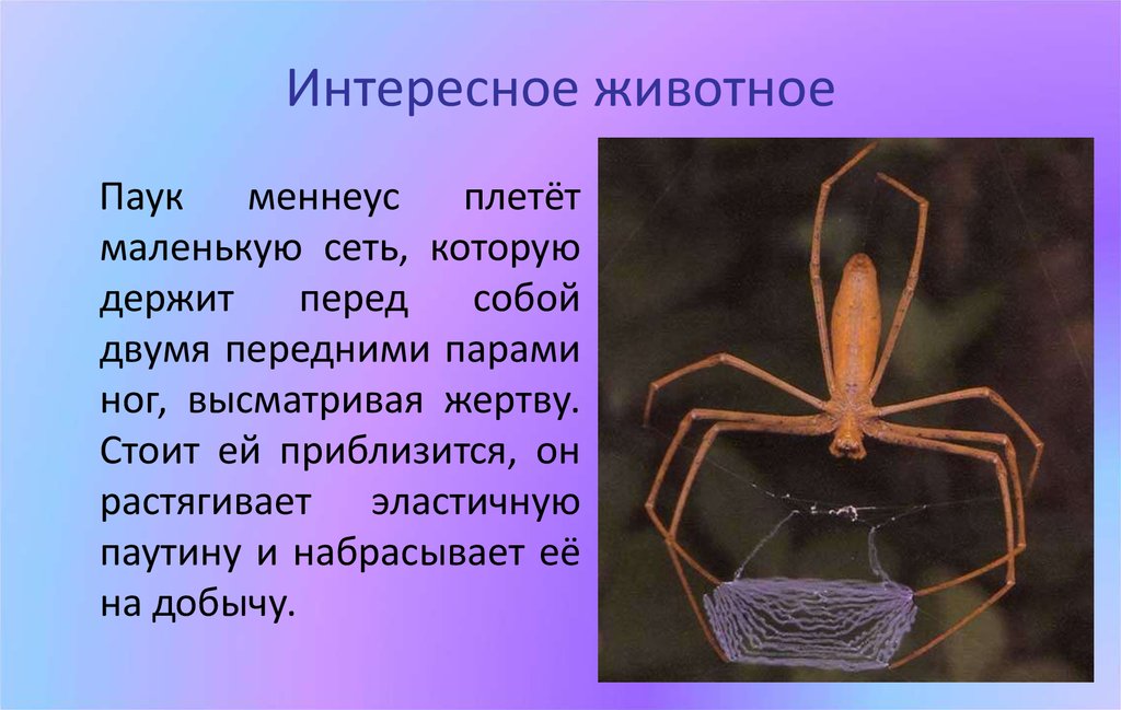 Адаптация паукообразных. Интересные паукообразные. Тип Членистоногие пауки. Паукообразные строение тела. Форма тела паука.