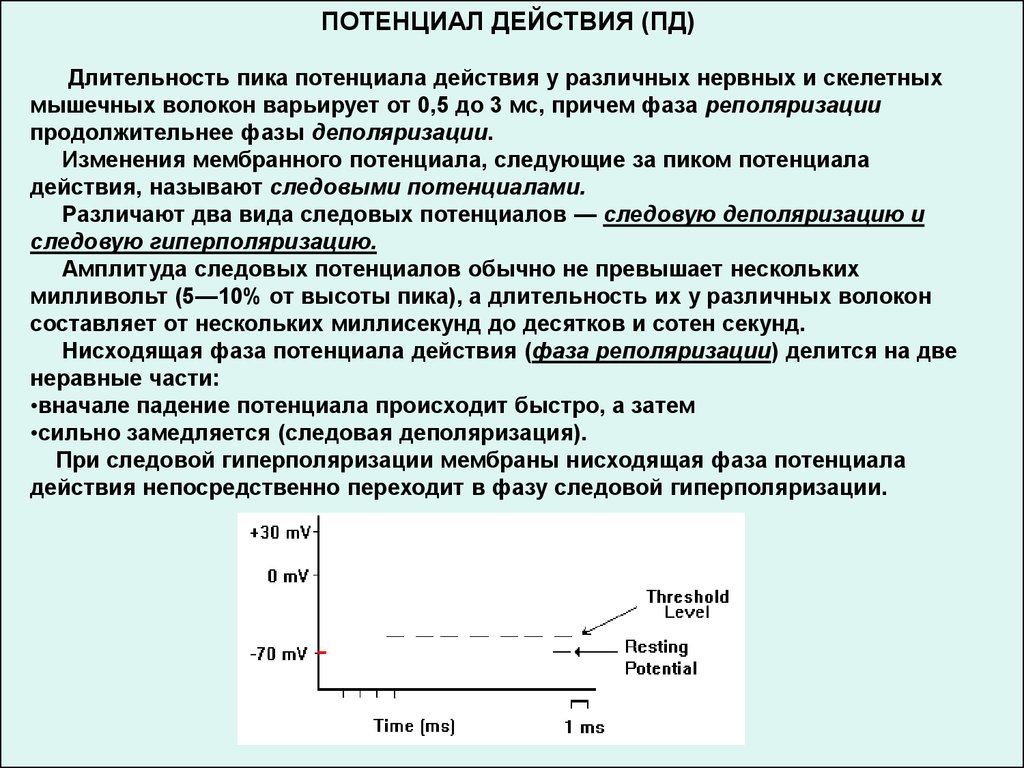 Длящееся действие. Фаза гиперполяризации потенциала действия обусловлена. Фазы потенциала действия мышечного волокна. Длительность потенциала действия. Следовая деполяризация это в физиологии.