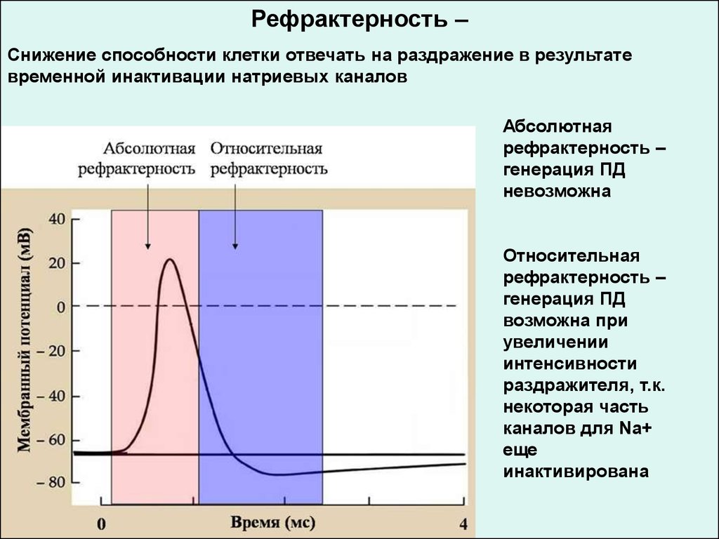 Абсолютно состояние. Механизм формирования рефрактерности. Рефрактерность это в физиологии. Механизм формирования относительной рефрактерности. Рефрактерность и ее фазы физиология.