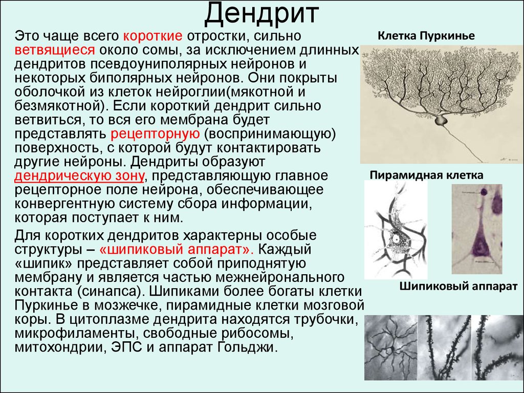 Дендриты клеток Пуркинье. Шипиковый аппарат дендритов. Короткий ветвящийся отросток нейрона это. Короткие, сильно ветвящиеся отростки.