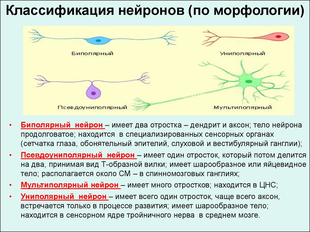 Как называется короткий нейрона. Классификация нейронов биполярный униполярный. Классификация нейронов по отросткам. Униполярные Нейроны функции. Классификация отростков нейрона.