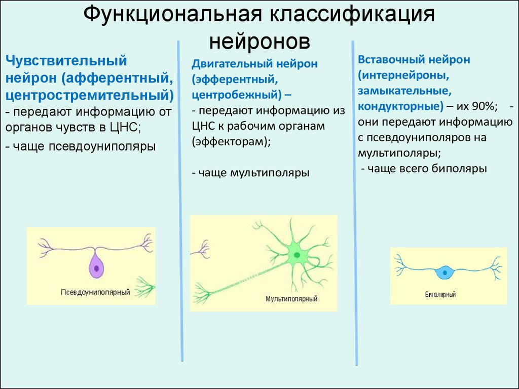 Нейрон схема вставочный