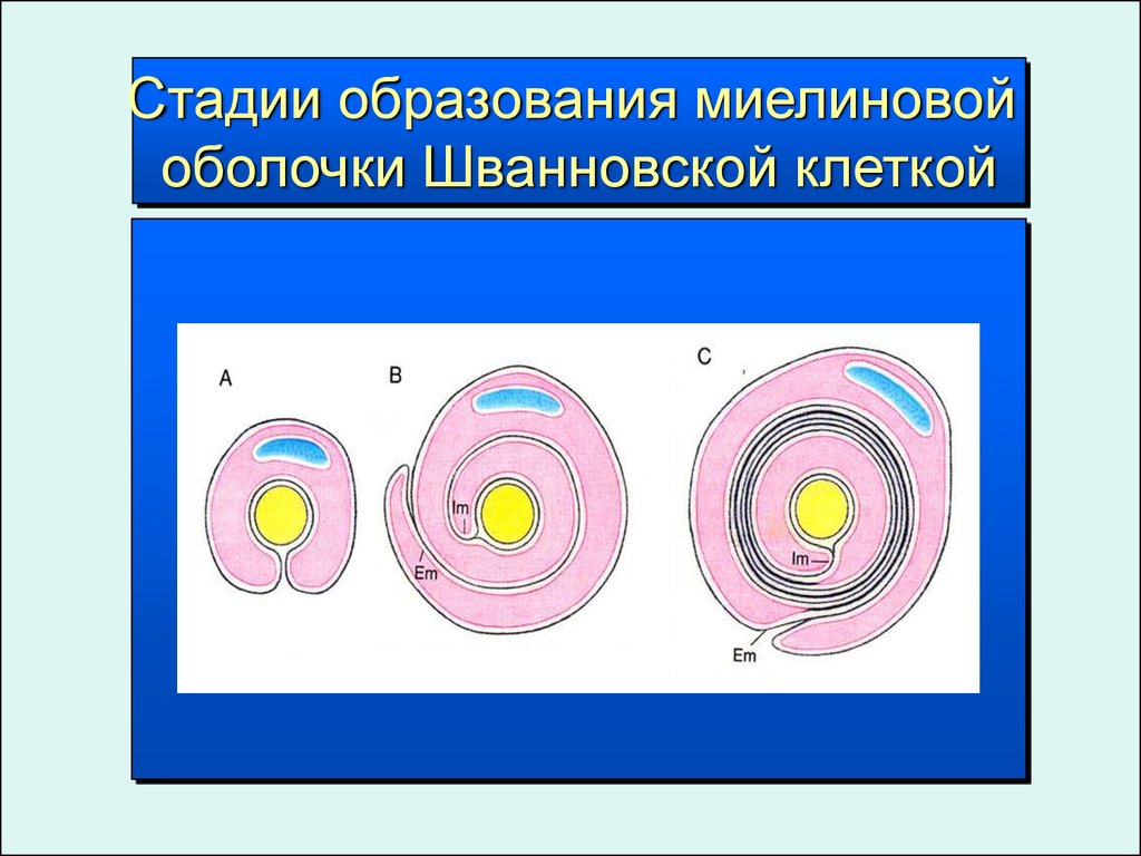 Миелиновая оболочка функции. Леммоциты шванновские клетки. Шванновская клетка. Шванновские клетки строение. Шванновские клетки и миелиновая оболочка.