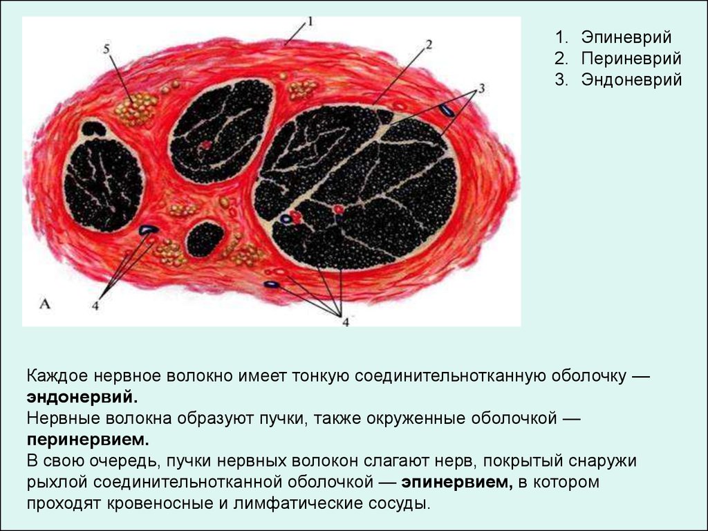 Строение нерва оболочки. Оболочки нерва эндоневрий периневрий эпиневрий. Нерв нервные волокна эндоневрий эпиневрий. Оболочки периферического нерва. Миелиновое нервное волокно гистология эндоневрий.