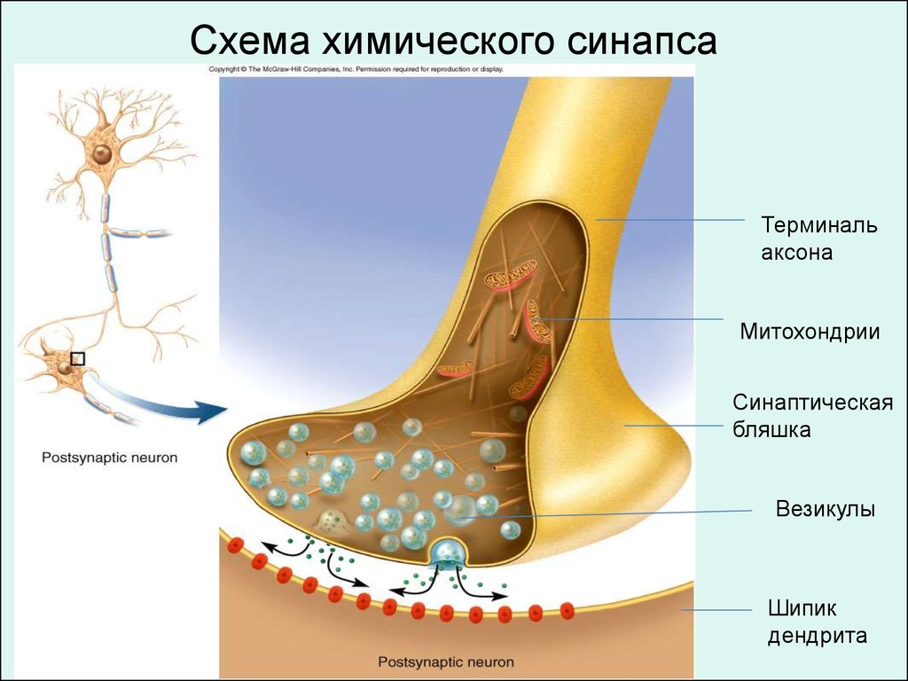 Синапс аксона. Синаптическая терминаль. Строение синапса физиология синаптическая бляшка. Синаптические везикулы. Терминаль аксона.