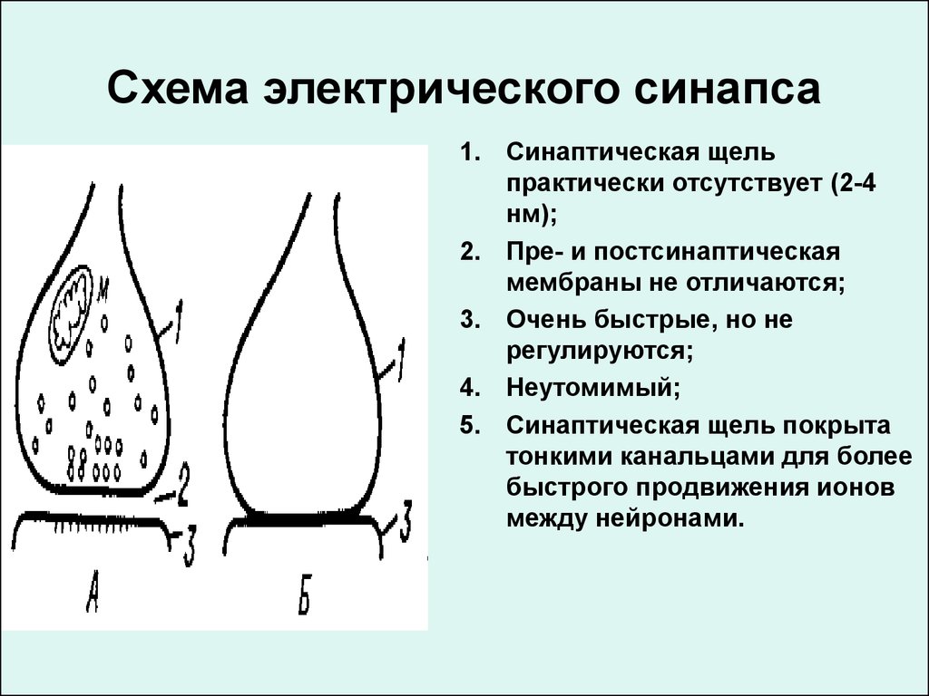 Химические и электрические синапсы. Схема электрического синапса. Строение электрического синапса. Электрический синапс строение схема. Строение электрического синапса рисунок.