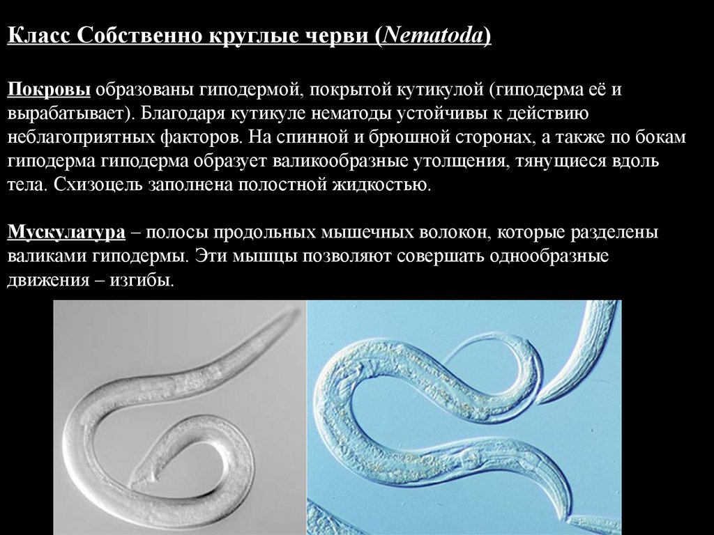 Круглые черви кратко и понятно. Nemathelminthes – круглые черви, класс Nematoda;. Тип круглые черви – Nemathelminthes. Класс собственно круглые черви /Nematoda/. Тип Nemathelminthes класс Nematoda.