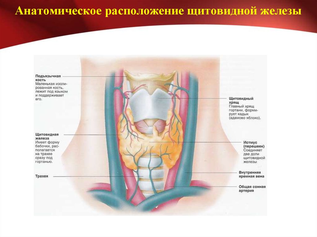 Образование перешейка щитовидной железы