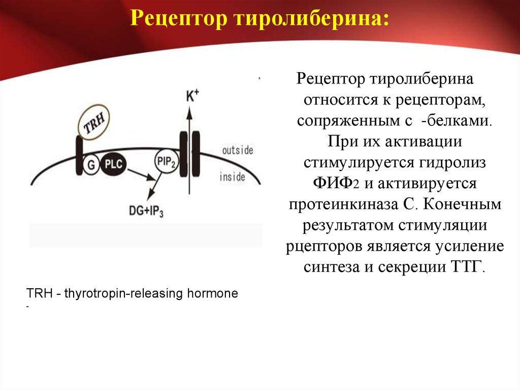 Рецепторы ттг. Активация гидролиза фиф2 фосфолипазой c происходит при активации. Фосфолипаза с активируется при стимуляции. Рецепторы сопряженные с протеинкиназами. Активация протеинкиназы с фосфолипазой а1.