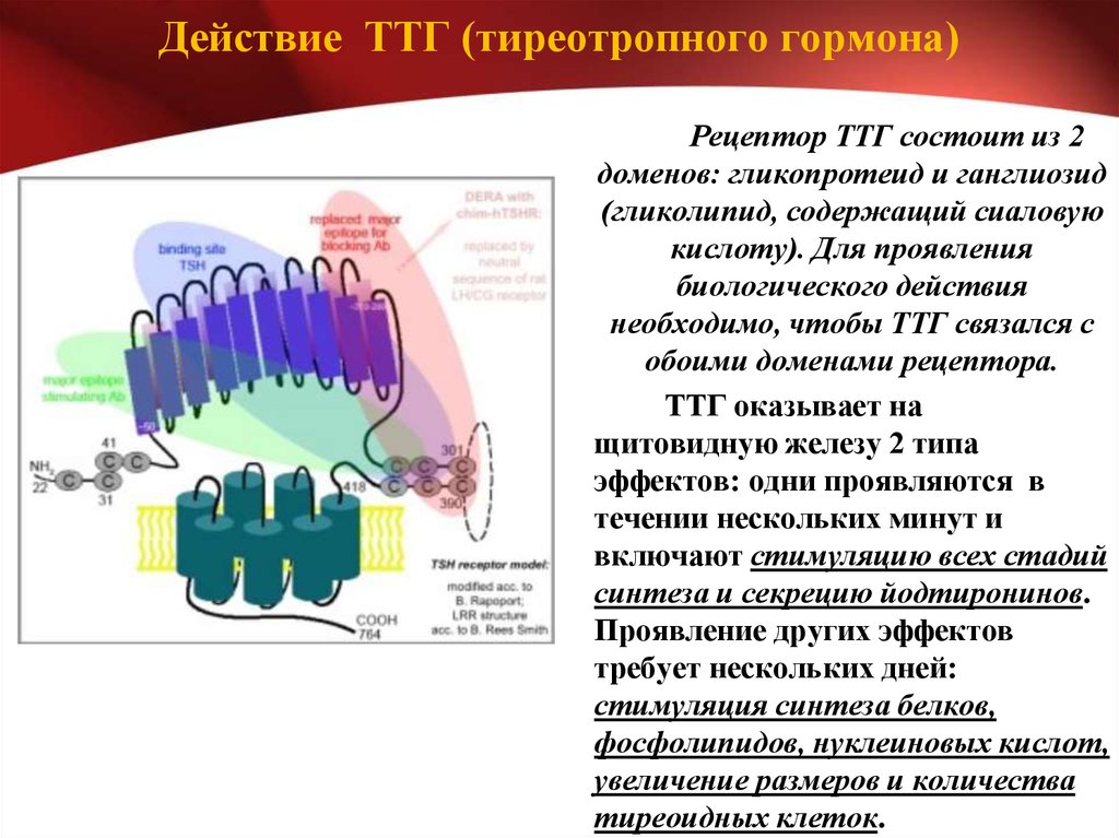 Ттг тиреотропин. Гормоны и рецепторы т3. Рецептор тиреотропного гормона. ТТГ. ТТГ действие гормона.