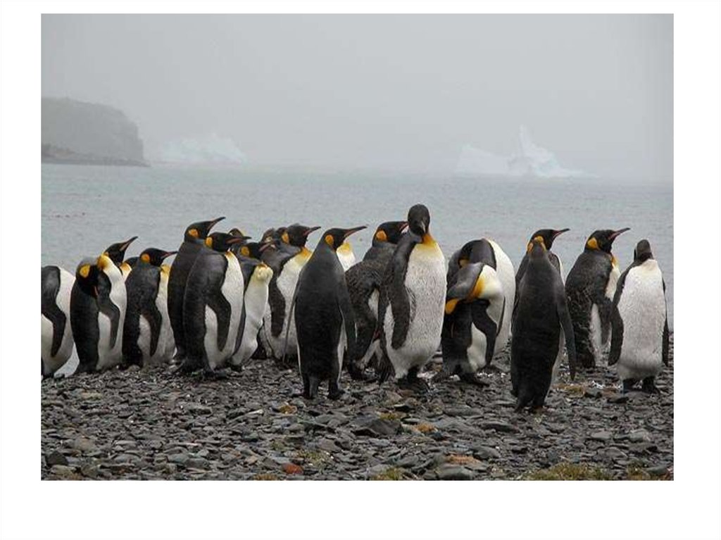 В пруду обитает популяция. Популяция пингвинов. Популяция фото. Популяция пингвинов фото. Популяция море фото.