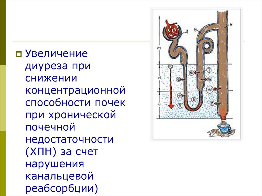 Диурез увеличивается при. Увеличение канальцевой реабсорбции это. Нарушение канальцев реабсорбции. Нарушение канальцевой реабсорбции в почках. Механизмы нарушения канальцевой реабсорбции.