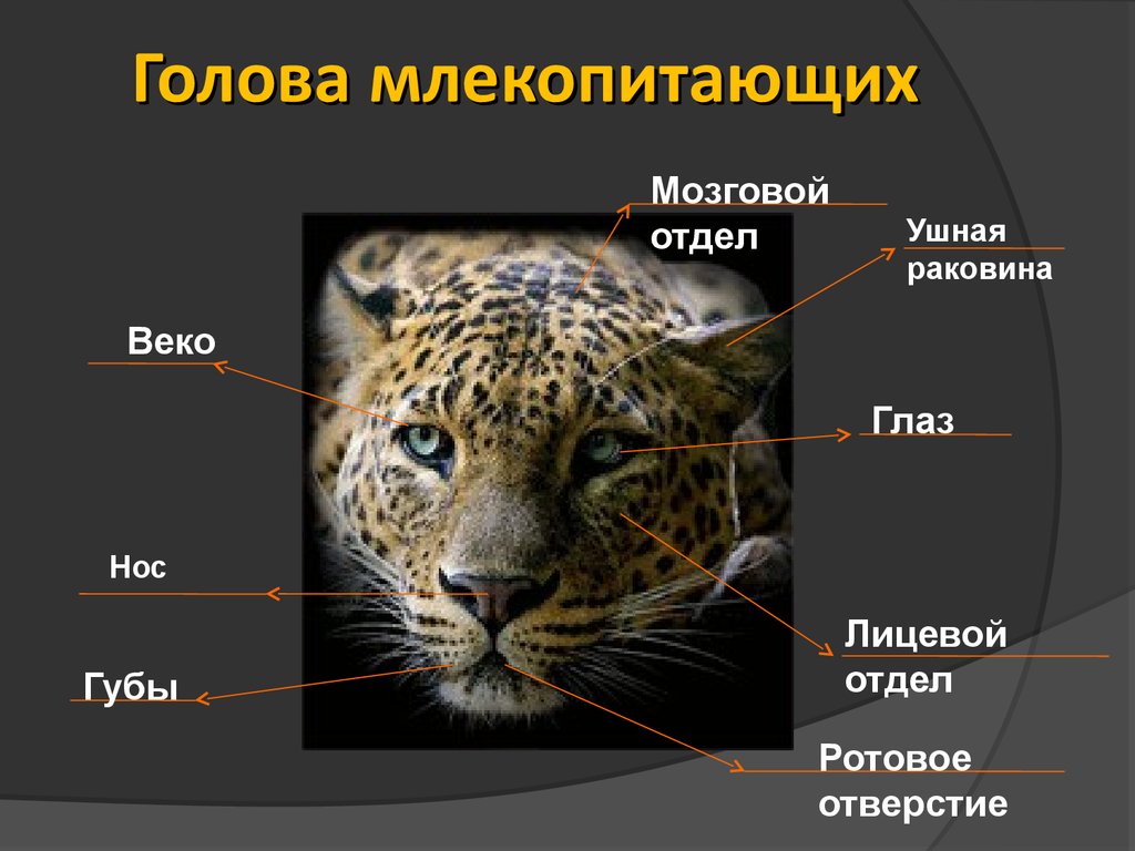 Органы чувств на голове млекопитающих