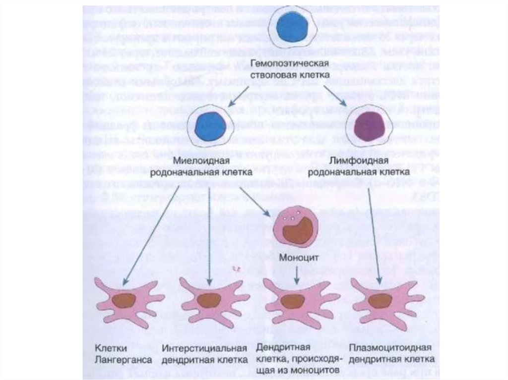 Деление стволовых клеток. Макрофаги и дендритные клетки. Развитие дендритных клеток из гемопоэтической стволовой клетки. Стволовые клетки строение. Дендритные клетки гистология.