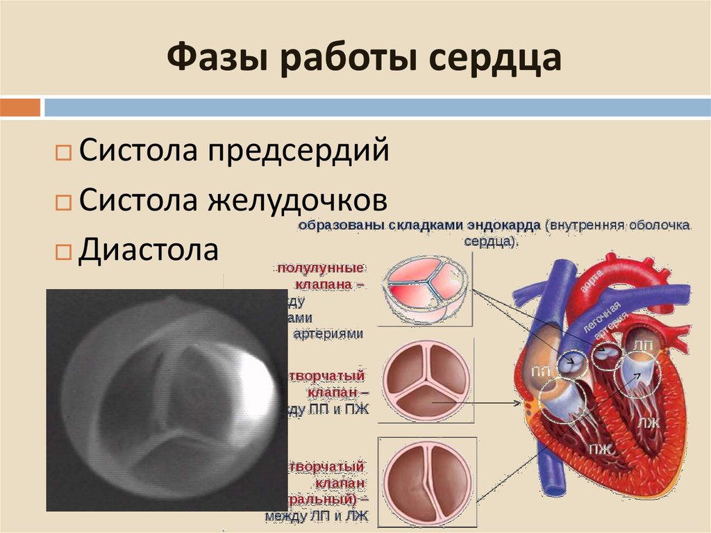 Полулунные клапаны сердца находятся между