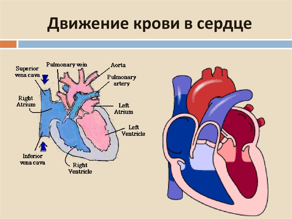 Какая кровь содержится в правой половине сердца. Движение крови в сердце схема. Ток крови в сердце схема. Строение сердца и ток крови. Строение сердца человека.