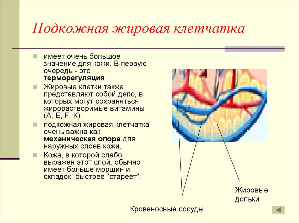 Подкожно жировая клетчатка картинка