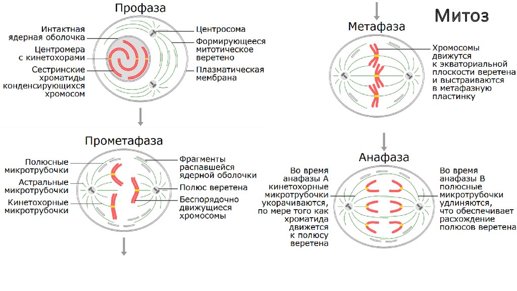 Веретено деления фаза. Особенности фазы профаза. Профаза характеристика фазы. Профаза характеристика кратко. Профаза характеристика процессов.