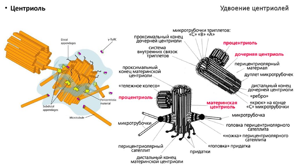 Клеточный центр признаки. Центриоль и микротрубочки клеточного центра. Удвоение центриолей клеточного центра. Центр организации микротрубочек центриоли. Центриоли центр организации веретена деления.