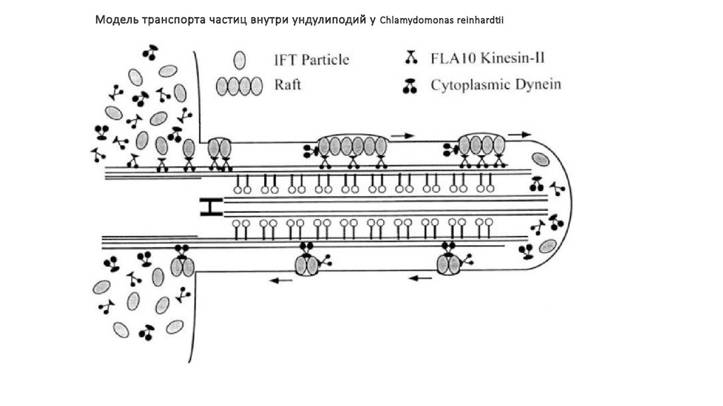 Транспорт везикул. Транспорт частиц. Ундулиподия. Транспортные везикулы. Усиление ундулиподий.