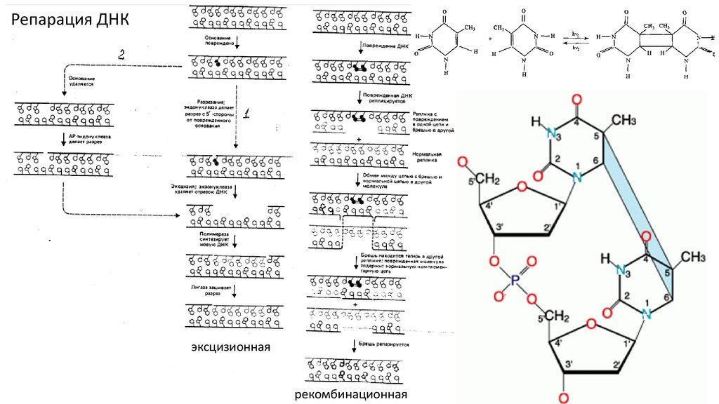 Репарация днк. Рекомбинативная репарация ДНК. Репарация структуры ДНК. Репарация генетического материала и ее механизмы. Репарации клеточной ДНК.