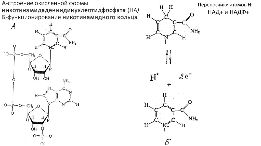 Восстановление надф. Окисленная форма никотинамидадениндинуклеотидфосфата. НАДФ окисленная и восстановленная форма. НАДФ В окисленной форме. Реакция восстановления никотинамидного кольца.
