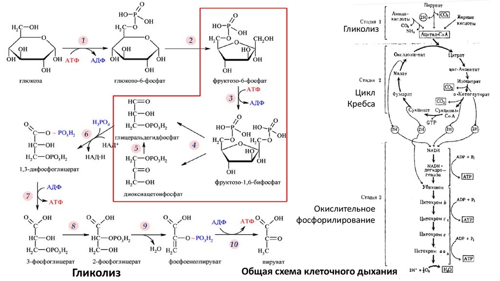 Аэробное фосфорилирование глюкозы. Схема гликолиза и цикла Кребса. Цикл Кребса пировиноградная кислота. Схема гликолиза биохимия. Схема клеточного дыхания цикл Кребса.
