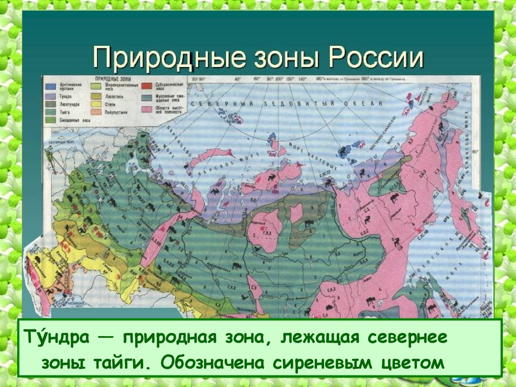 Цветом покажите природные зоны. Зоны тундра Тайга. Карта природных зон. Карта природных зон России. Тундра на карте природных зон.
